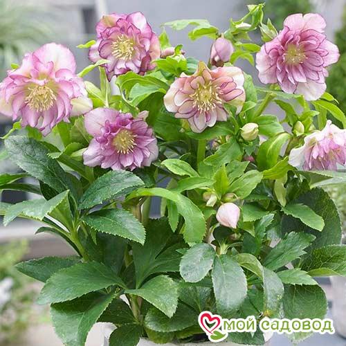 Морозник Дабл Эллен Пинк Споттид