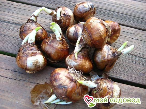 Нарцисс Золотая Нежность