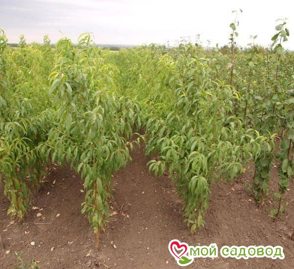 Персик Спринг Голд